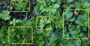 Attēlu rezultāti vaicājumam “Cephalozia bicuspidata sporophyte”