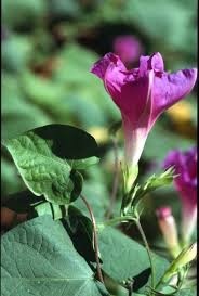 Image result for Ipomoea purpurea