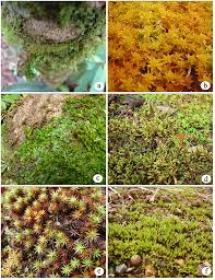 Attēlu rezultāti vaicājumam “Jungermannia sphaerocarpa sporophyte”