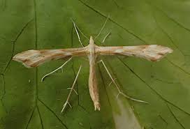 Attēlu rezultāti vaicājumam “Gillmeria pallidactyla”