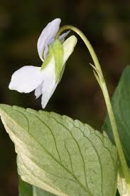 Attēlu rezultāti vaicājumam “Viola canina fruit”