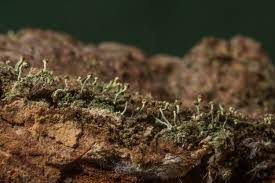 Attēlu rezultāti vaicājumam “Chaenotheca brachypoda”