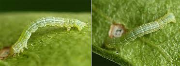 Attēlu rezultāti vaicājumam “Aethalura punctulata”