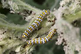 Attēlu rezultāti vaicājumam “Cucullia verbasci larva”