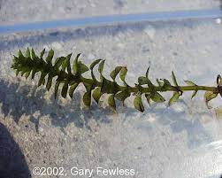 Attēlu rezultāti vaicājumam “Elodea canadensis leaf”