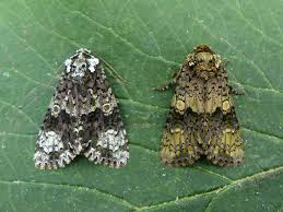 Attēlu rezultāti vaicājumam “Craniophora ligustri imago”