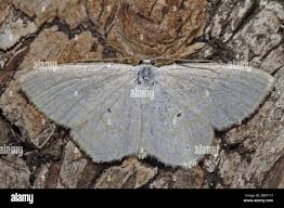 Attēlu rezultāti vaicājumam “Scopula floslactata imago”