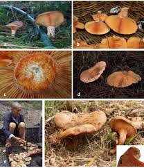 Attēlu rezultāti vaicājumam “Lactarius deterrimus”