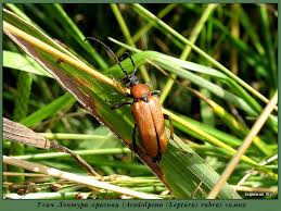 Attēlu rezultāti vaicājumam “Leptura rubra male”