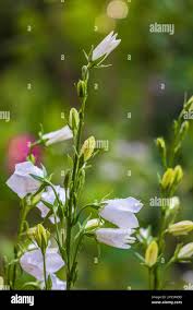 Attēlu rezultāti vaicājumam “Campanula persicifolia bud”