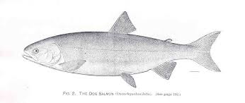 Image result for Oncorhynchus keta