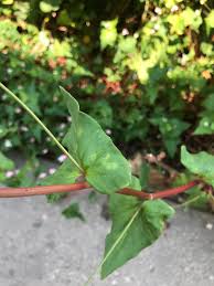 Attēlu rezultāti vaicājumam “Fagopyrum esculentum leaf”