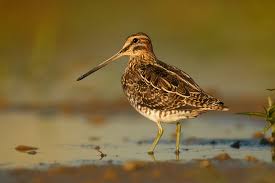 Image result for Gallinago gallinago