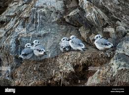 Attēlu rezultāti vaicājumam “Rissa tridactyla nest”