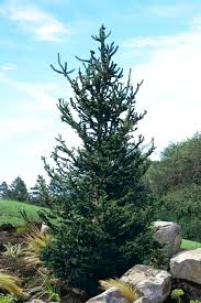 Attēlu rezultāti vaicājumam “Picea abies”