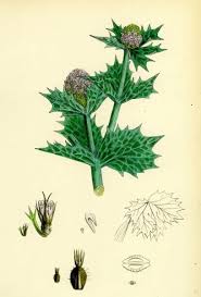 Attēlu rezultāti vaicājumam “Eryngium maritimum”
