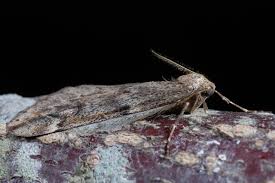 Attēlu rezultāti vaicājumam “Alsophila aescularia”