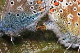 Attēlu rezultāti vaicājumam “Polyommatus icarus male”
