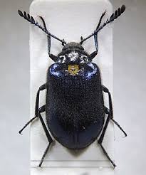 Attēlu rezultāti vaicājumam “Tetratoma ancora”