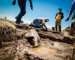 Image result for North East Vikings