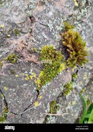 Attēlu rezultāti vaicājumam “Orthotrichum diaphanum”