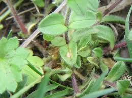 Attēlu rezultāti vaicājumam “Cerastium sylvaticum”