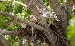 Attēlu rezultāti vaicājumam “Buteo buteo nest”
