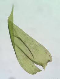 Attēlu rezultāti vaicājumam “Pseudotaxiphyllum elegans macro”