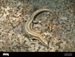 Attēlu rezultāti vaicājumam “Lacerta vivipara female”