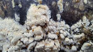 Attēlu rezultāti vaicājumam “Amaurochaete fusiformis macro”