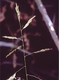 Attēlu rezultāti vaicājumam “Leersia oryzoides”