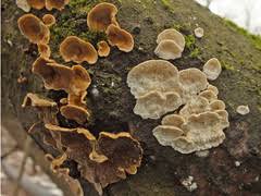 Attēlu rezultāti vaicājumam “Plicatura nivea”