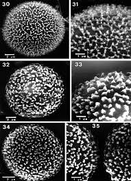 Attēlu rezultāti vaicājumam “Cribraria intricata stalked”