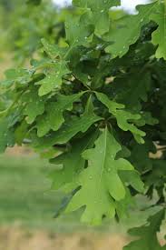 Attēlu rezultāti vaicājumam “Quercus”