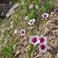 Image result for Ipomoea Lavender
