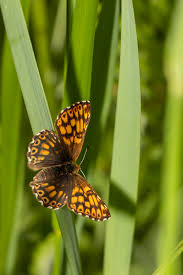 Attēlu rezultāti vaicājumam “Hamearis lucina”