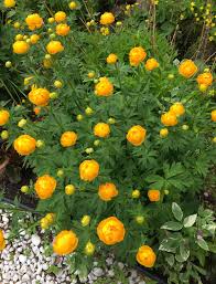 Attēlu rezultāti vaicājumam “Trollius europaeus fruit”