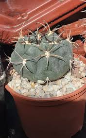 Image result for Gymnocalycium