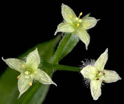 Attēlu rezultāti vaicājumam “Galium triflorum fruit”