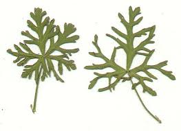 Attēlu rezultāti vaicājumam “Malva moschata bud”