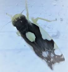 Attēlu rezultāti vaicājumam “Eupteryx vittata”