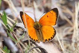 Attēlu rezultāti vaicājumam “Lycaena virgaureae”