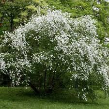 Attēlu rezultāti vaicājumam “Exochorda giraldii var. wilsonii”