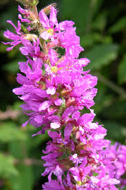 Attēlu rezultāti vaicājumam “Lythrum salicaria flower”