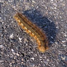Attēlu rezultāti vaicājumam “Euthrix potatoria larva”