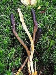 Attēlu rezultāti vaicājumam “Cordyceps ophioglossoides”
