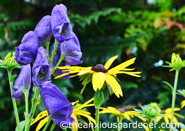 Attēlu rezultāti vaicājumam “Aconitum napellus flower”