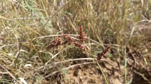 Attēlu rezultāti vaicājumam “Echinochloa crus-galli leaf”
