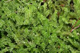 Attēlu rezultāti vaicājumam “Tritomaria”