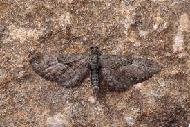 Attēlu rezultāti vaicājumam “Eupithecia pusillata”